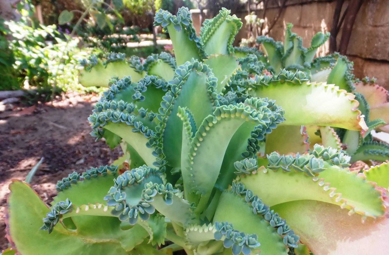 Каланхоэ пильчатолистное (Kalanchoe serratifolium)
