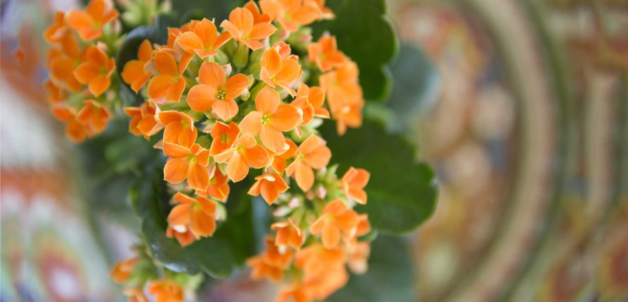 Каланхоэ листья