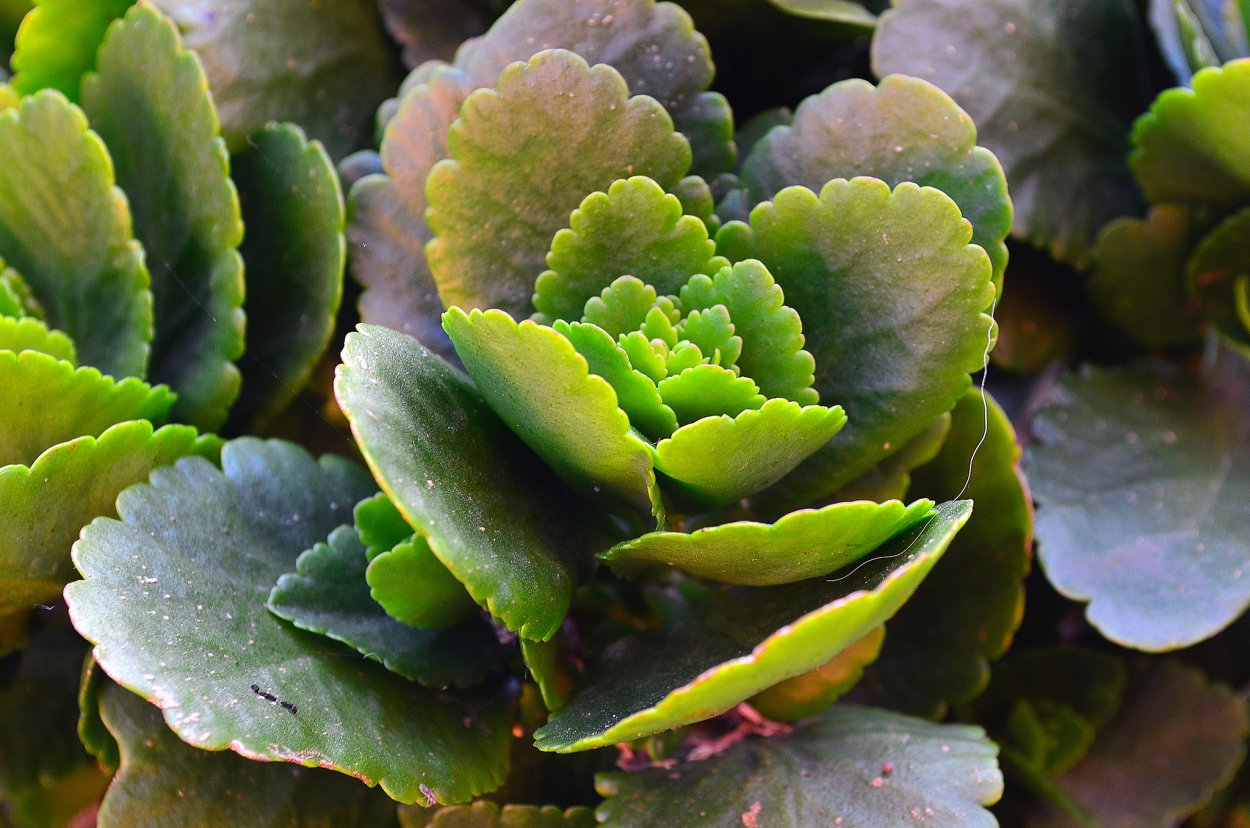 Каланхоэ Дегремона