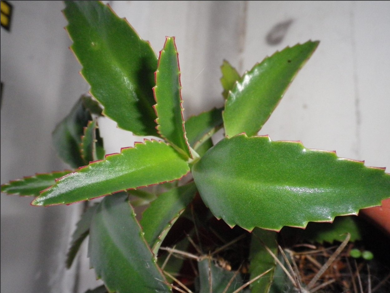 Каланхоэ лекарь