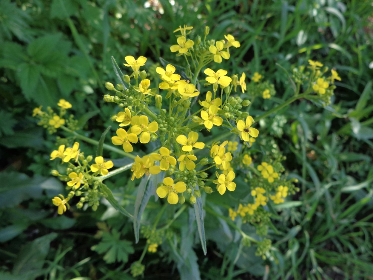 Горчица Полевая сорняк