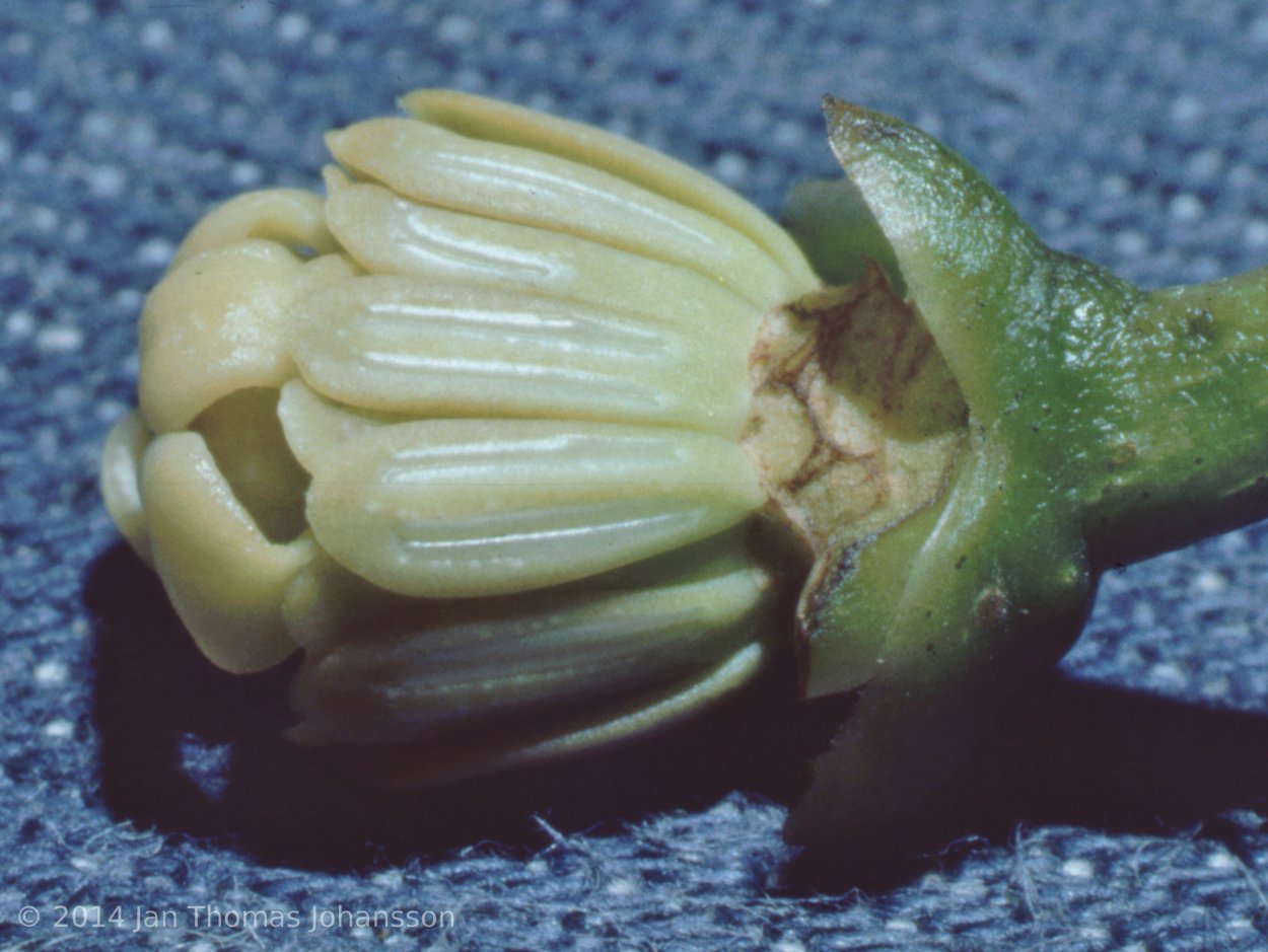 Ситник мечелистный Starhead