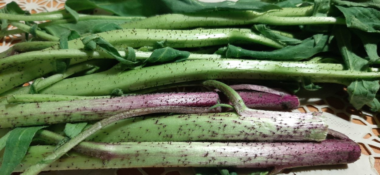 Сергиба трава