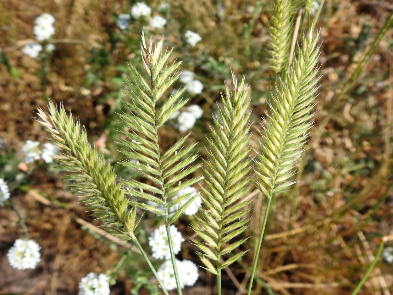 Свербига Восточная Bunias orientalis