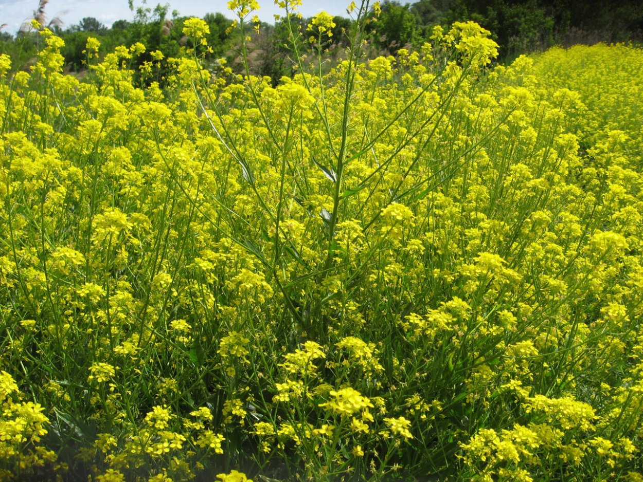 Листья хрена