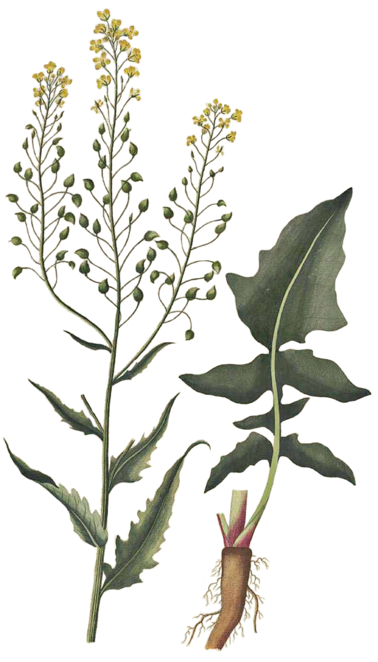 Свербига Восточная