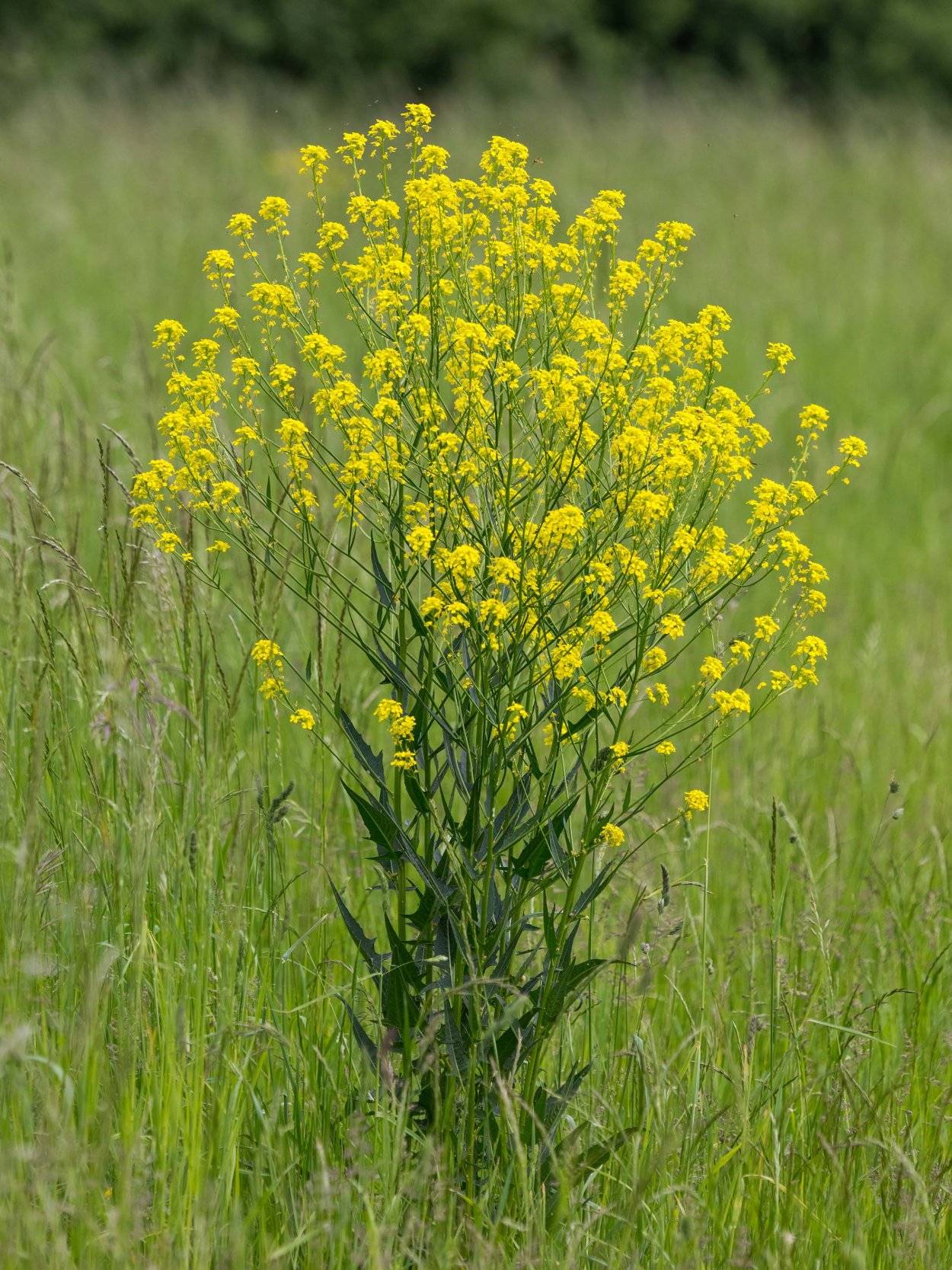 Свербига Восточная Bunias orientalis
