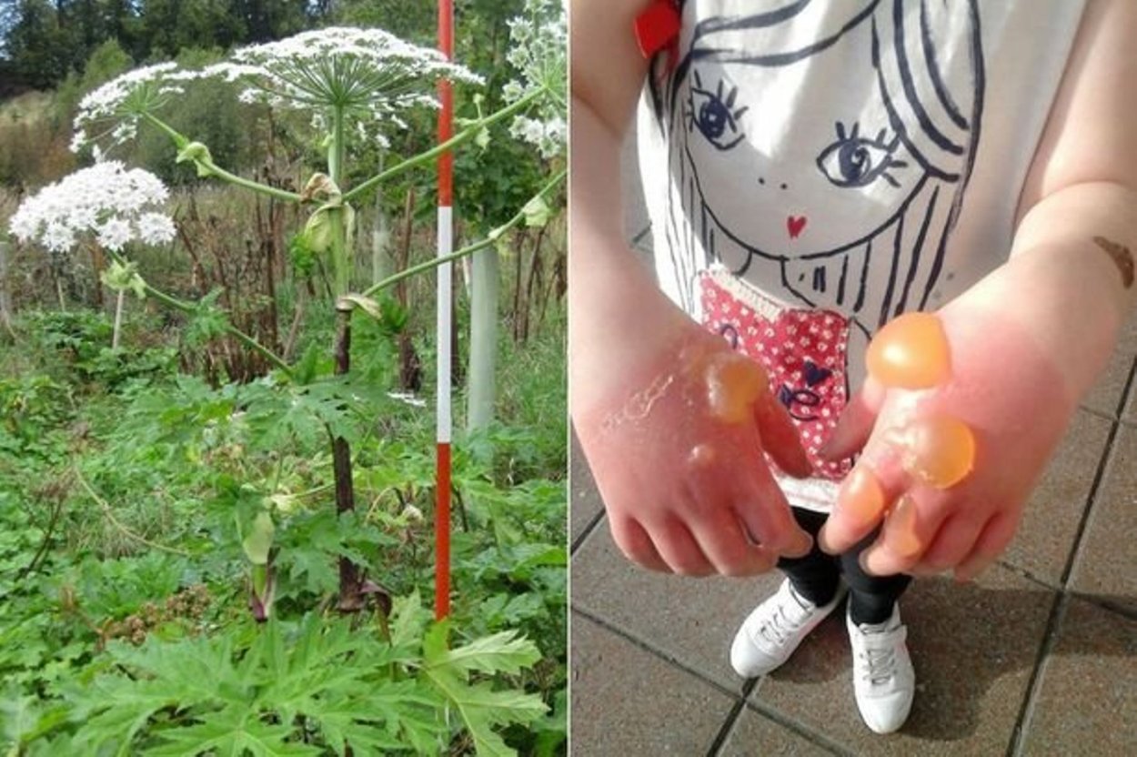 Пырей ползучий корень