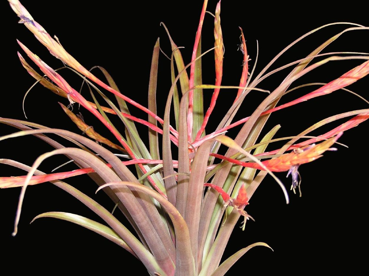 Янтак верблюжья колючка