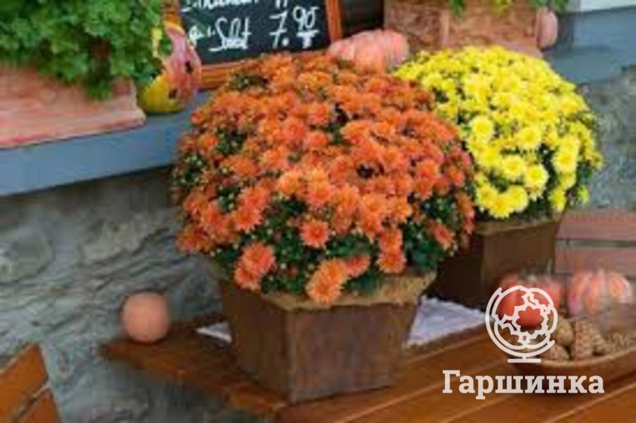 Хризантема мультифлора Балиос