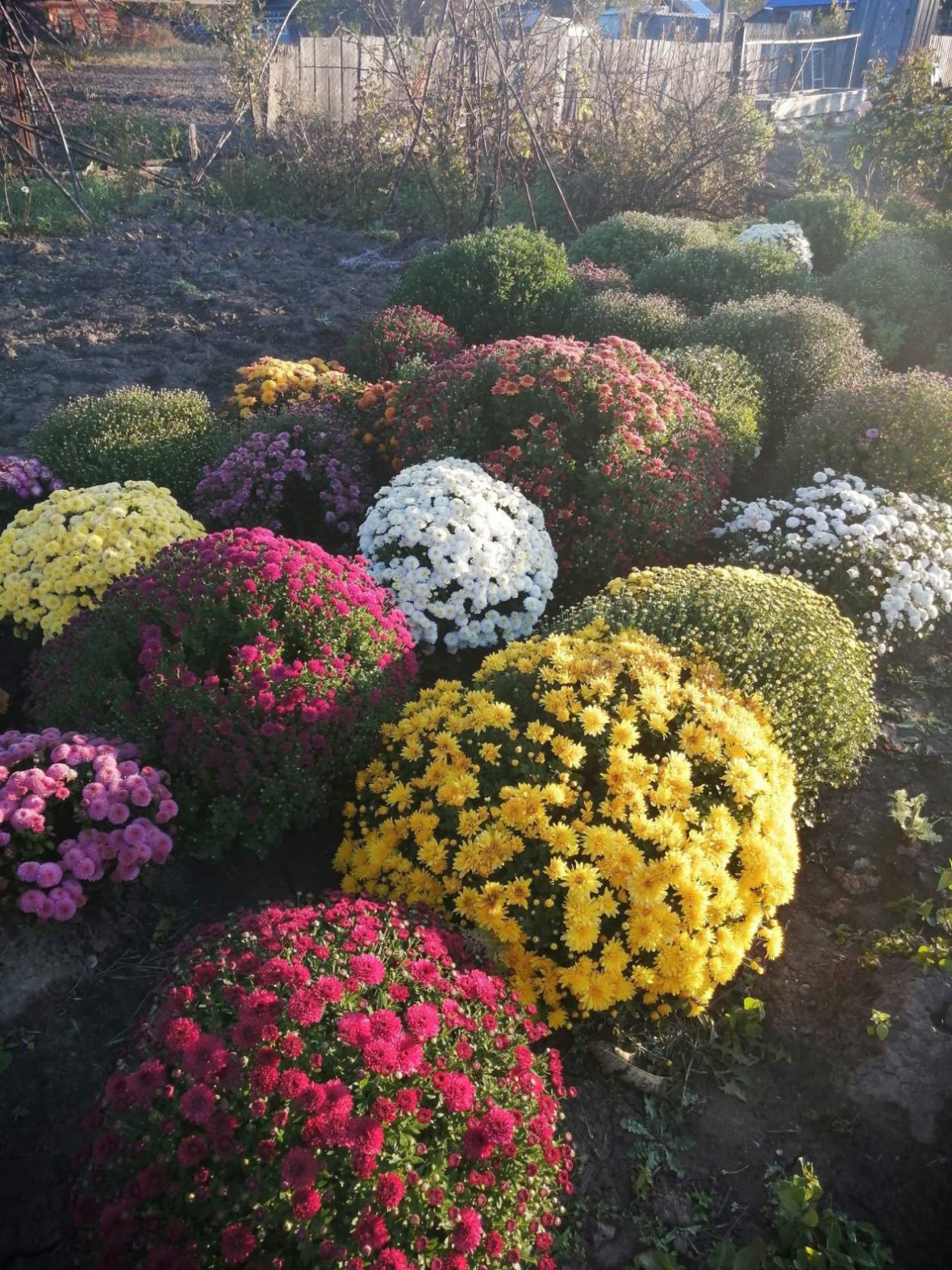 Хризантема мультифлора в ландшафтном дизайне