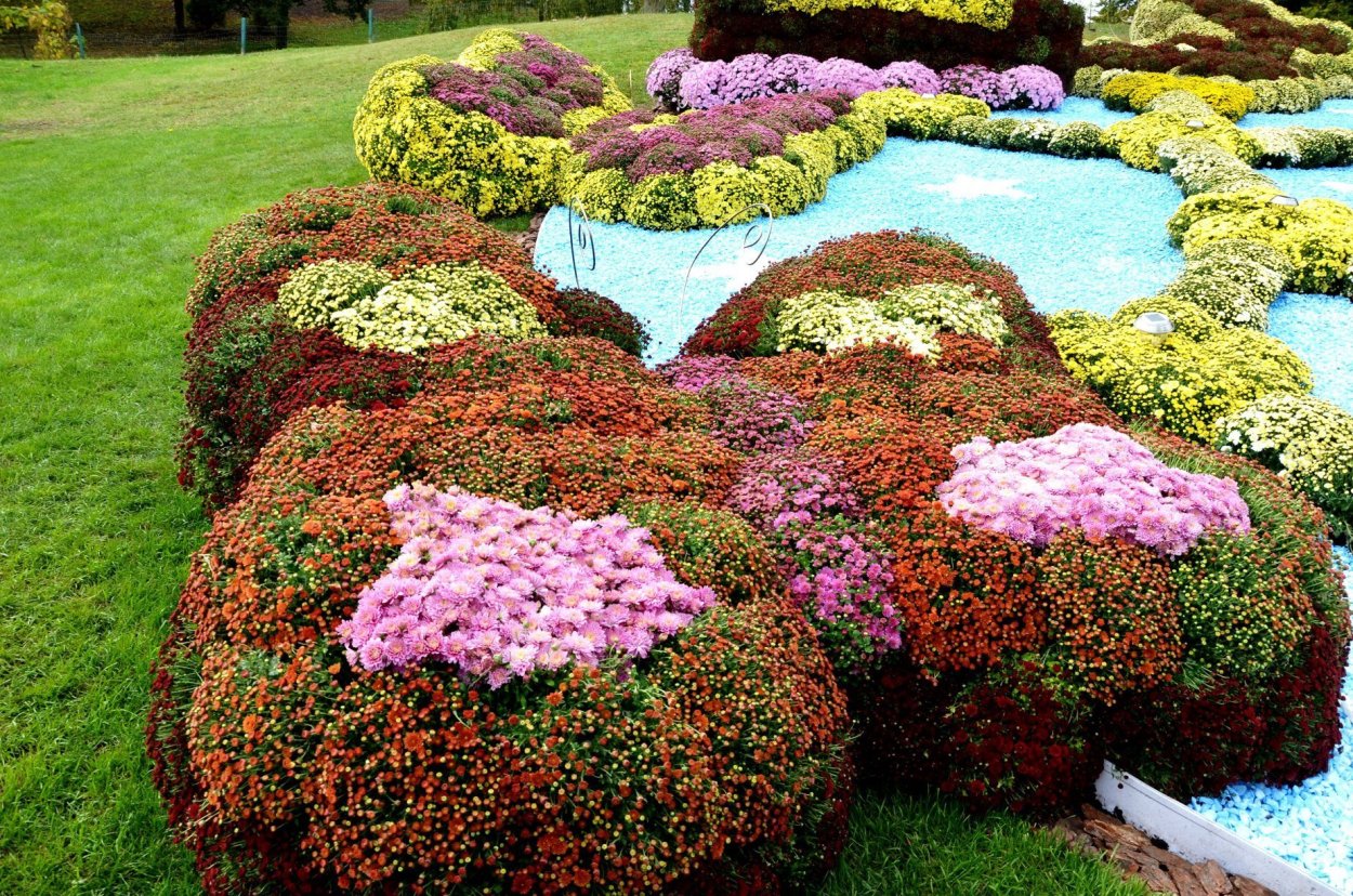 Хризантема мультифлора кило