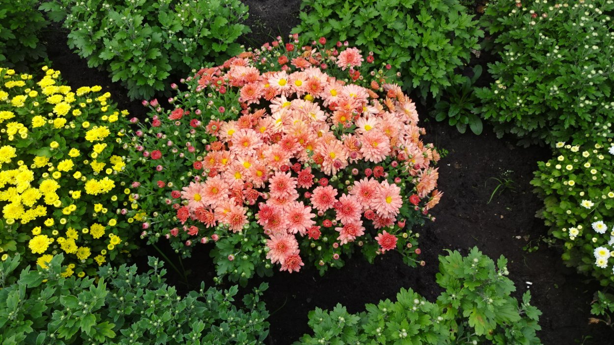 Хризантемы горшечные мультифлора