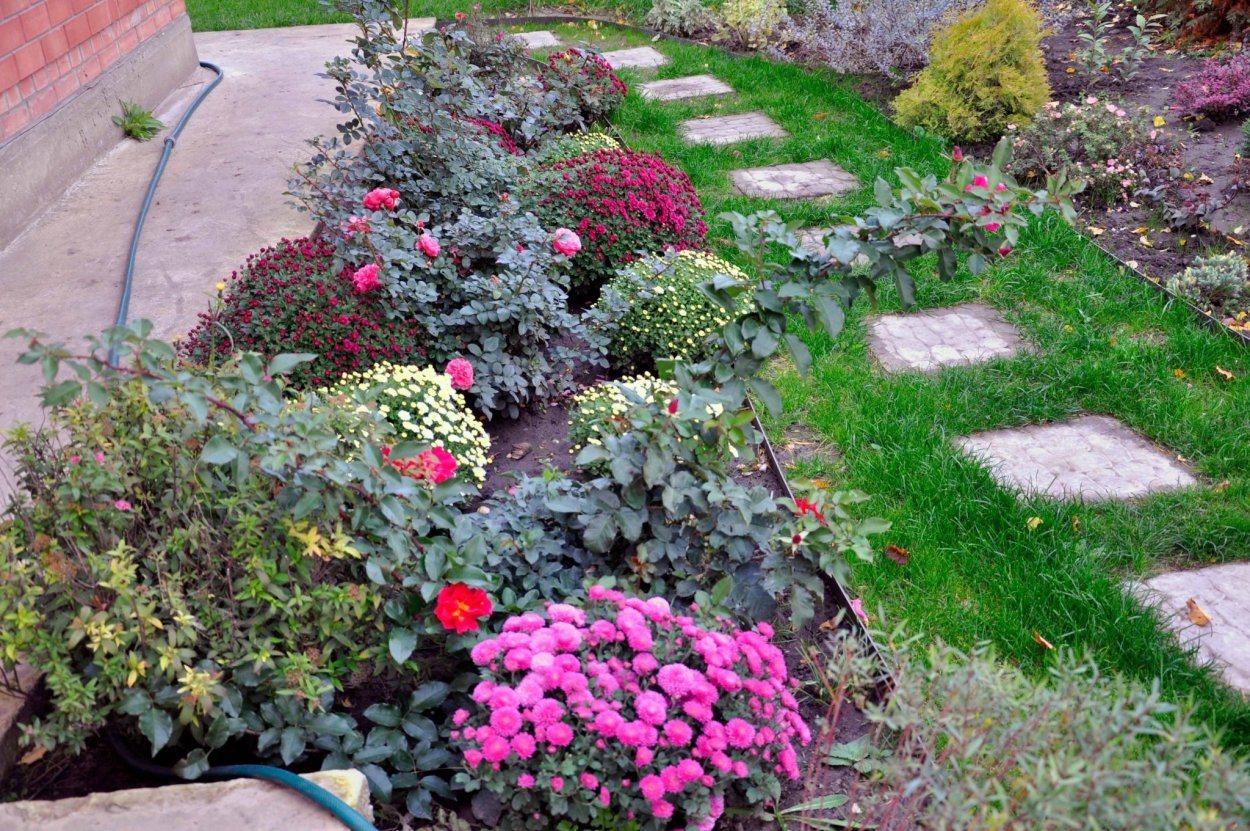 Хризантемы на клумбе