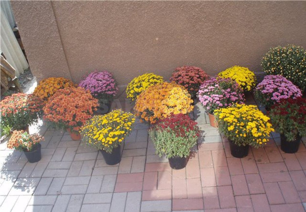 Хризантема мультифлора перезимовать