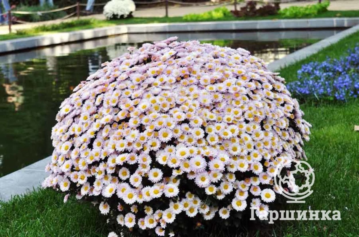 Хризантема мультифлора Бранбич оранж