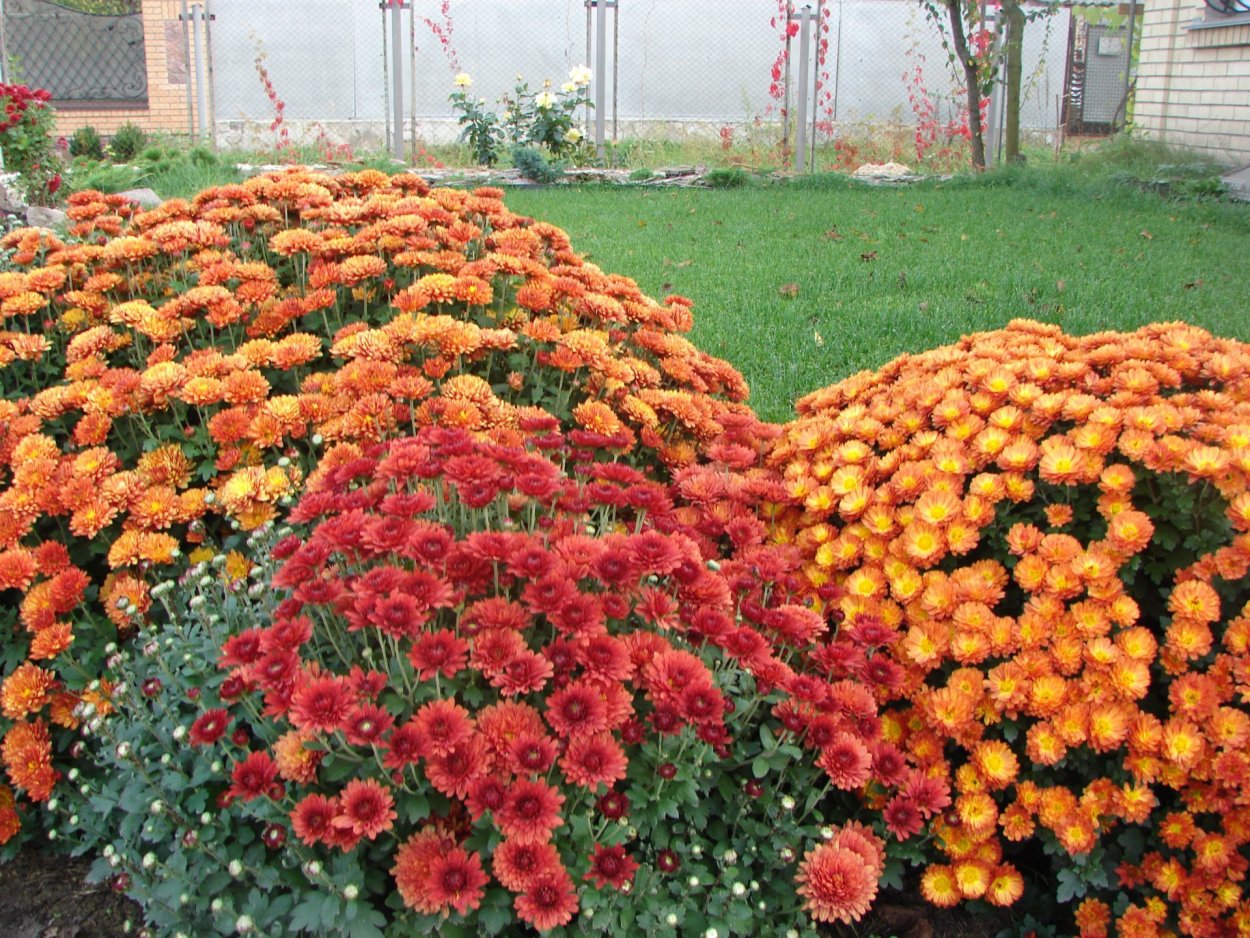 Хризантема мультифлора Маргаритка