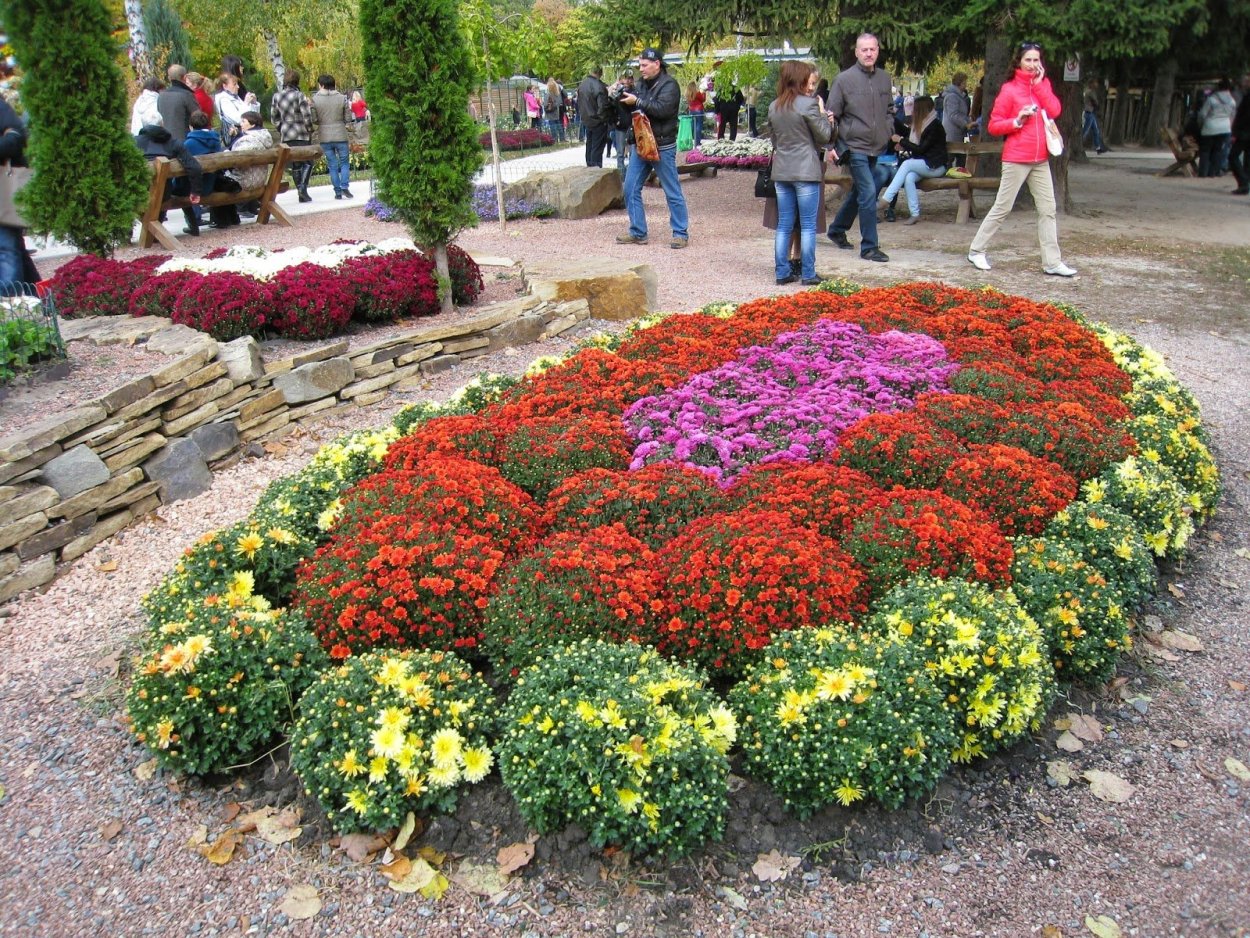 Хризантема &#96;мультифлора&#96; &#96; Balios&#96;