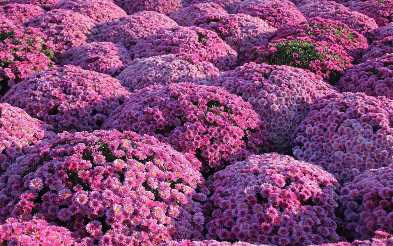 Хризантема мультифлора в ландшафте