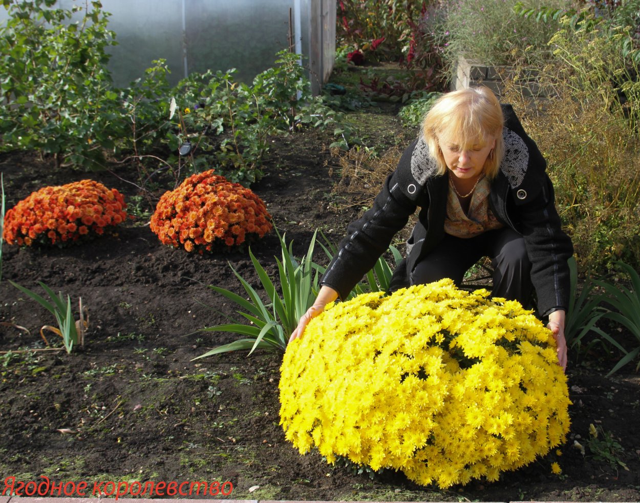 Хризантема мультифлора шаровидная клумба