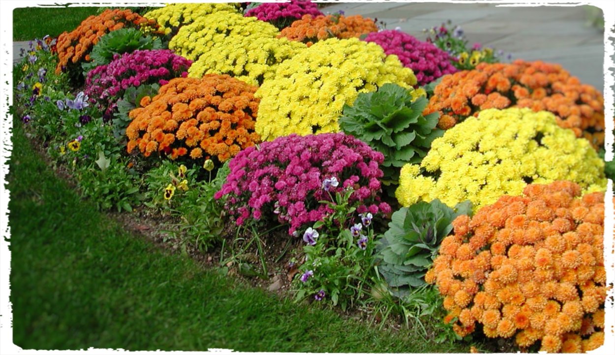 Хризантема мультифлора шаровидная клумба