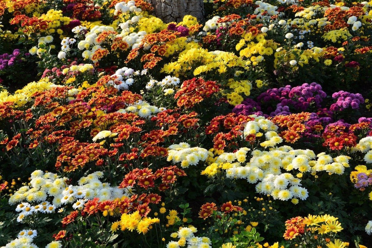 Хризантема мультифлора шаровидная клумба