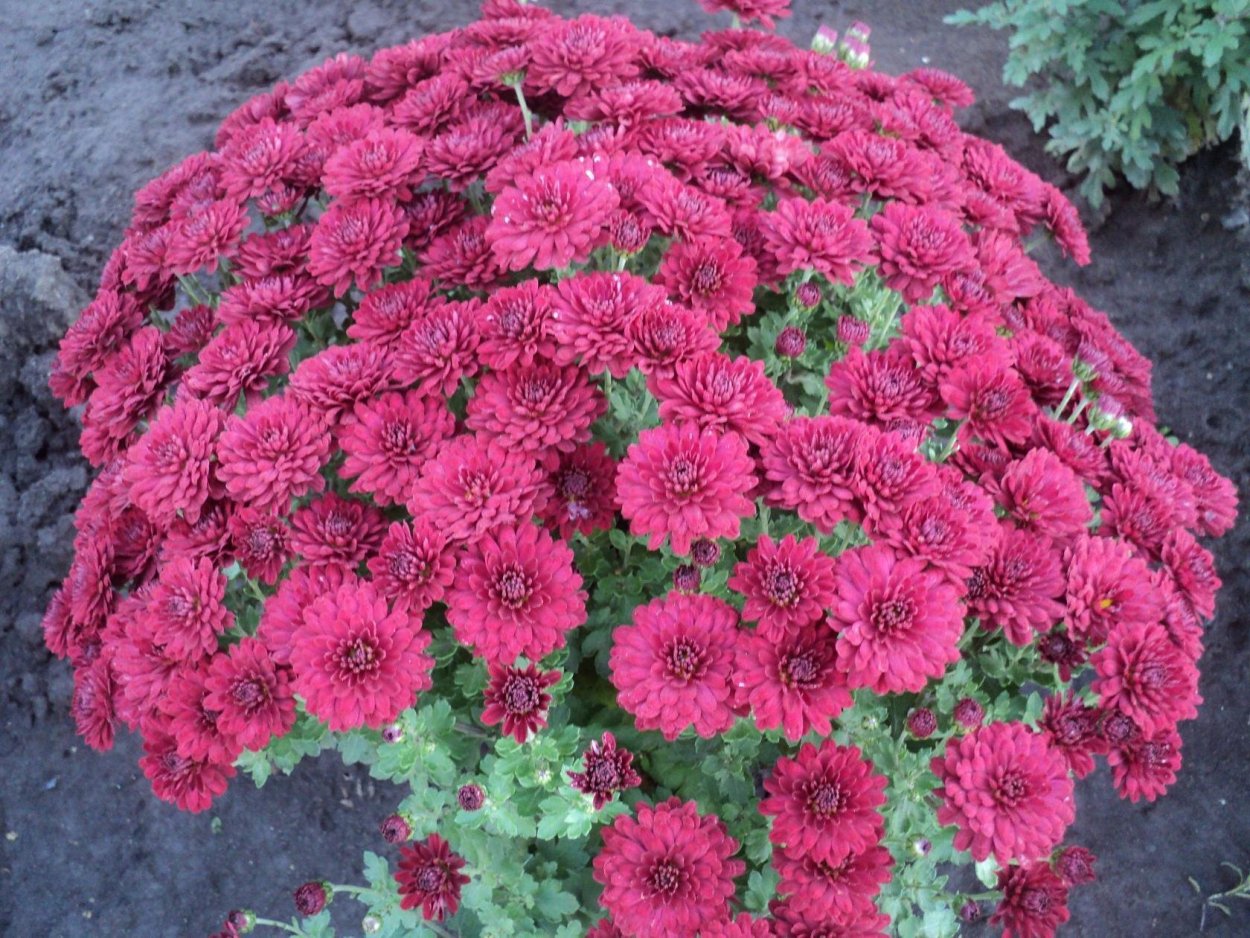 Хризантема мультифлора Бранбич Лилак