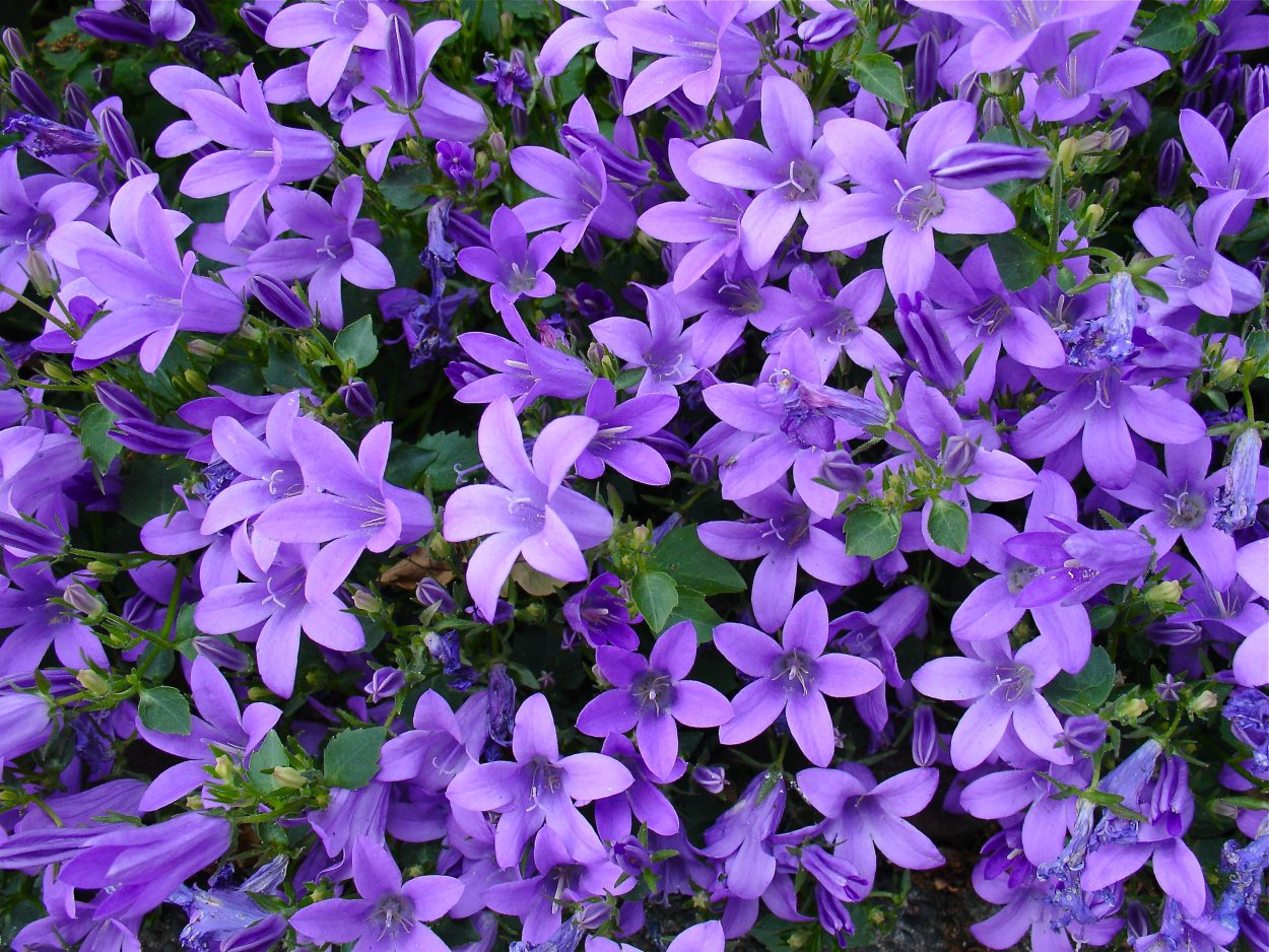 Колокольчик Портеншлага Катарина