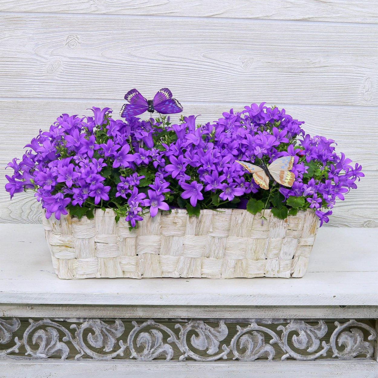 Кампанула Портеншлага невеста