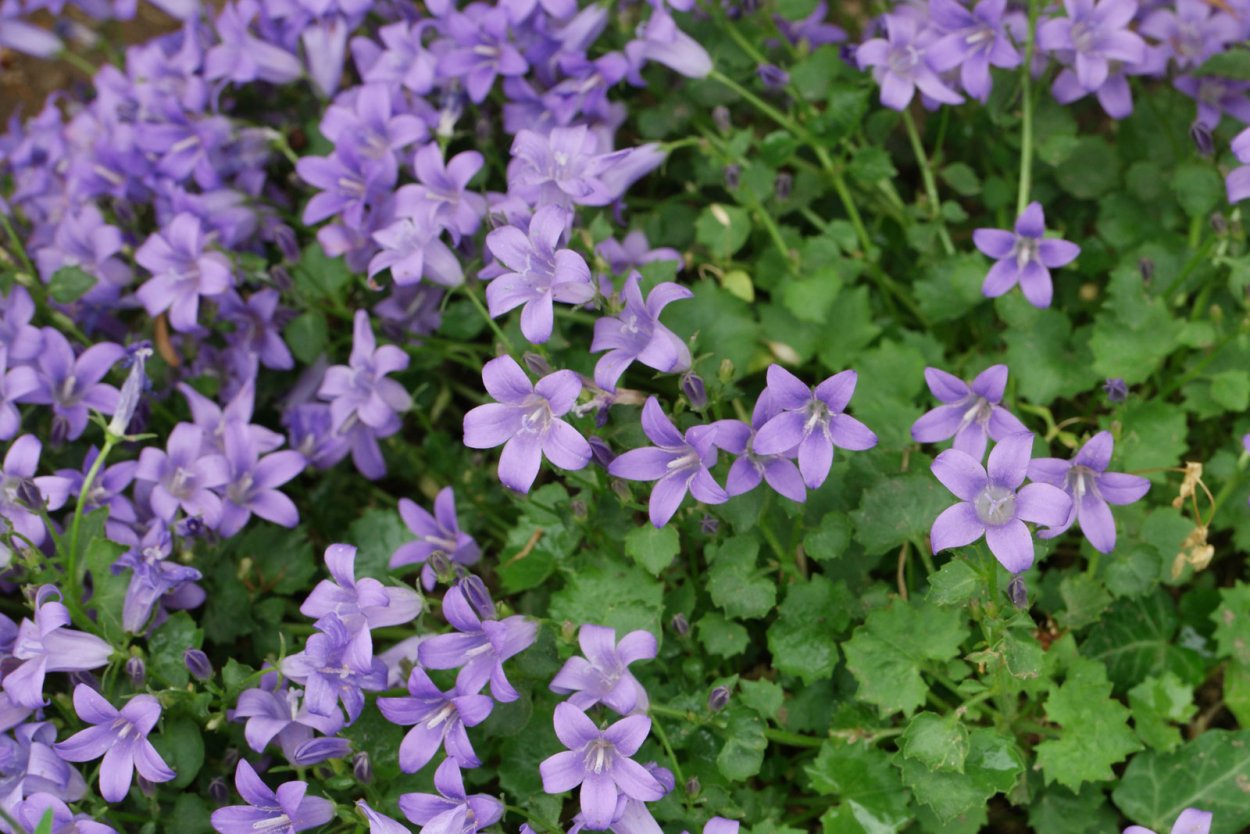 Колокольчик холодолюбивый Campanula