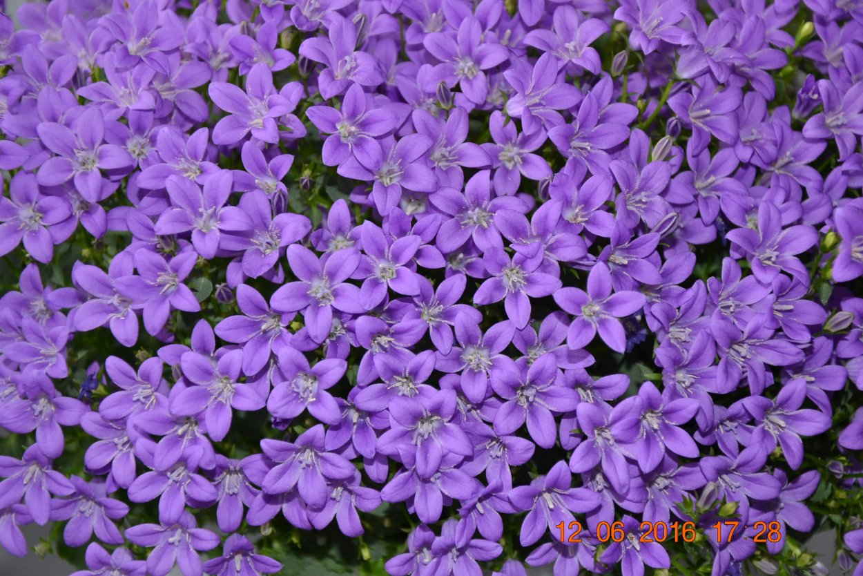 Колокольчик Пожарского Портеншлага