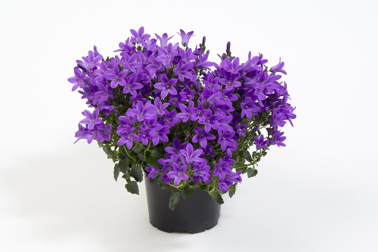 Кампанула Портеншлага