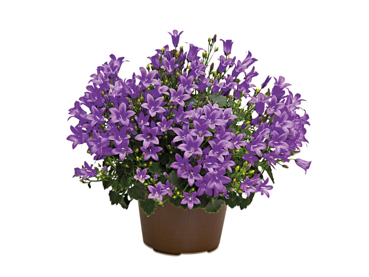 Кампанула Портеншлага