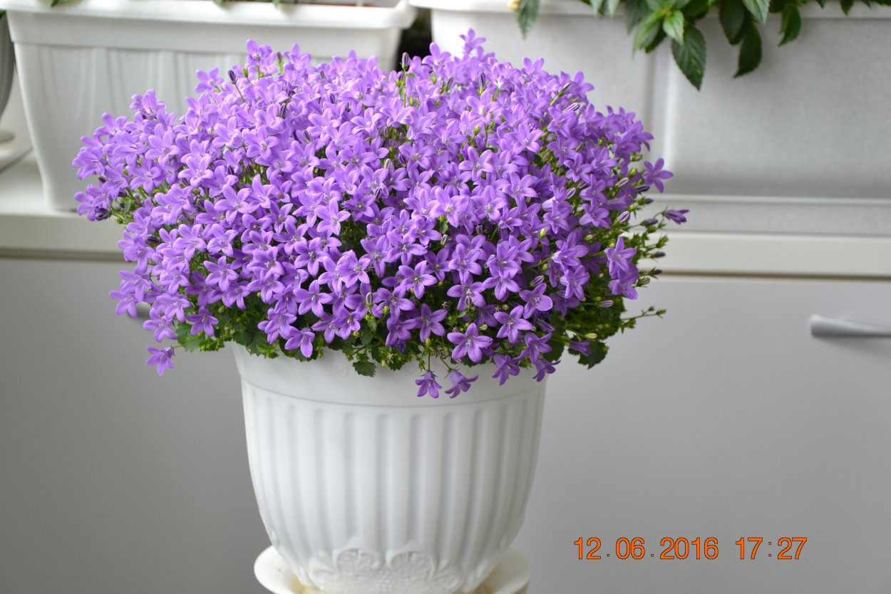 Колокольчик Портеншлага Клоквайз