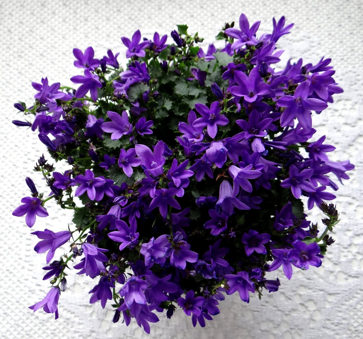 Кампанула Портеншлага синяя