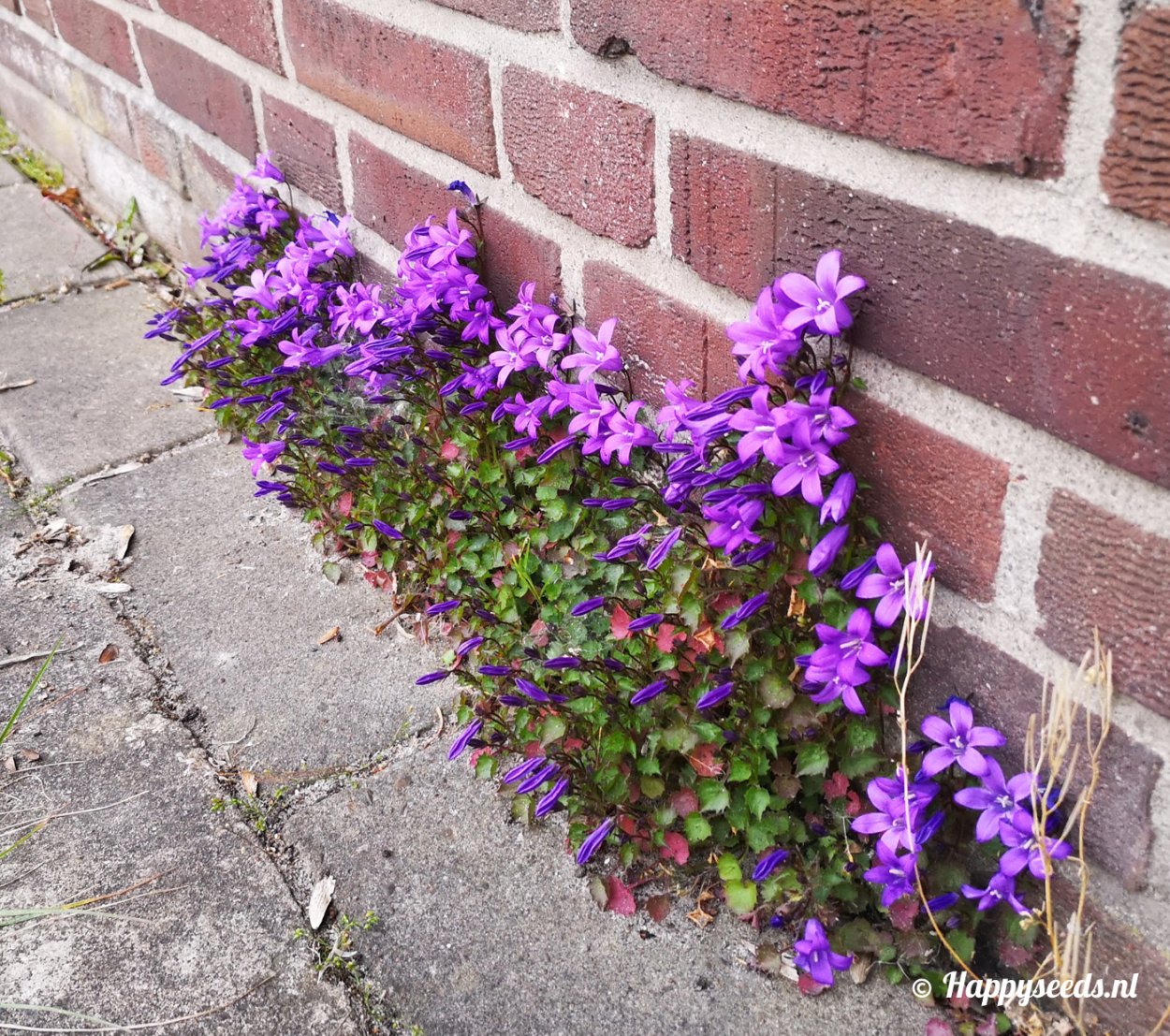 Кампанула Портеншлага синяя