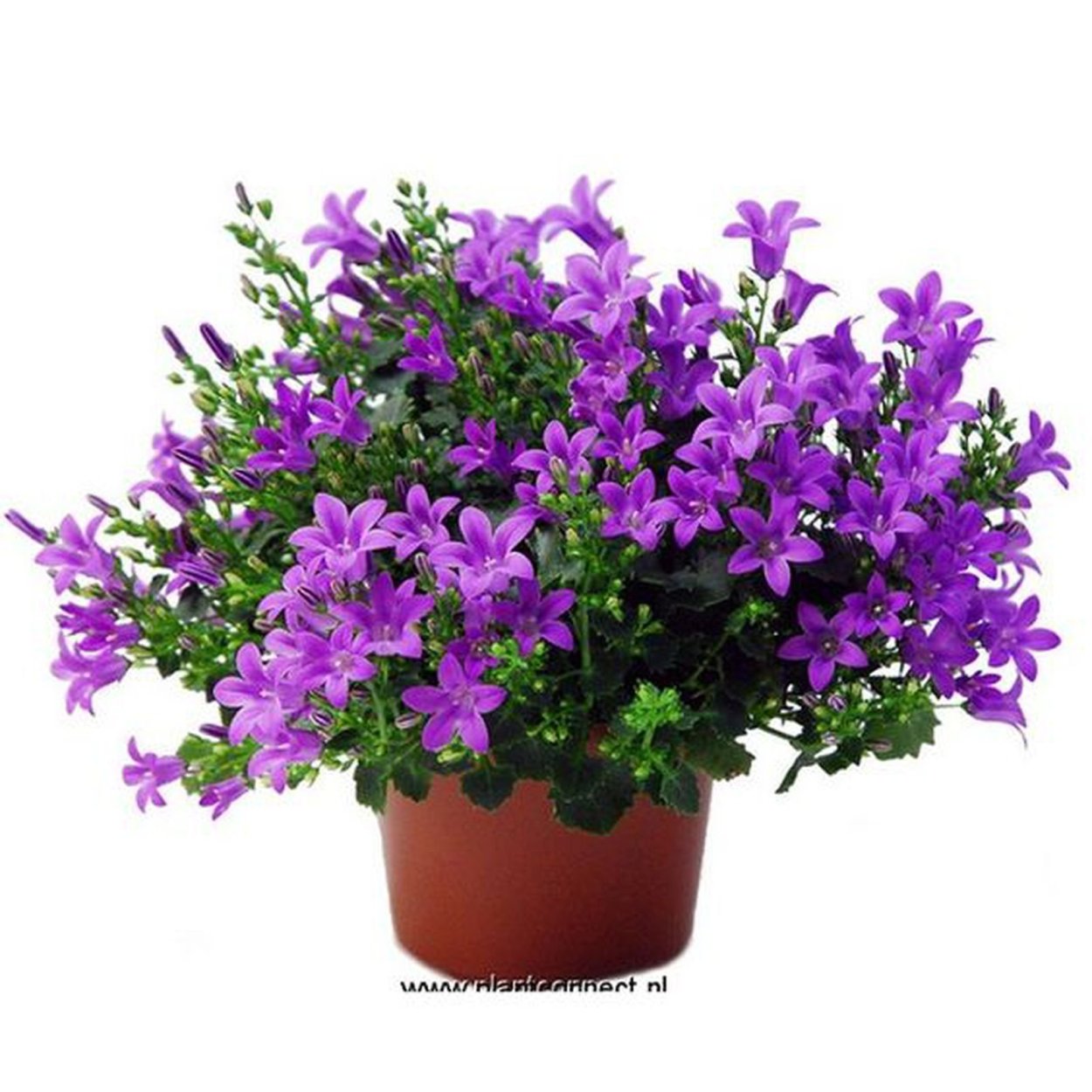 Кампанула спринг Белл Блю