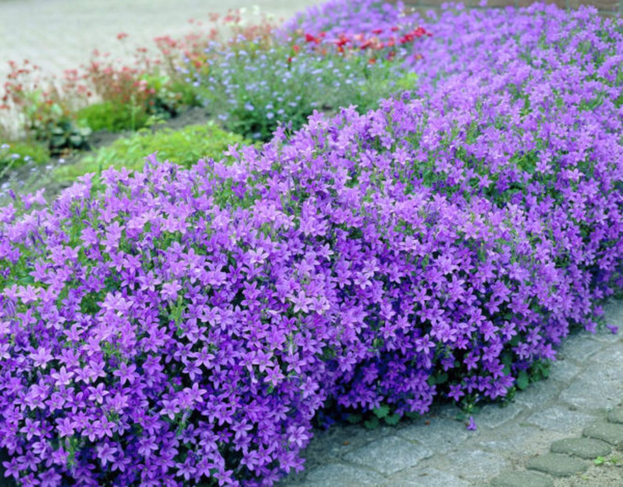 Колокольчик Пожарского Портеншлага