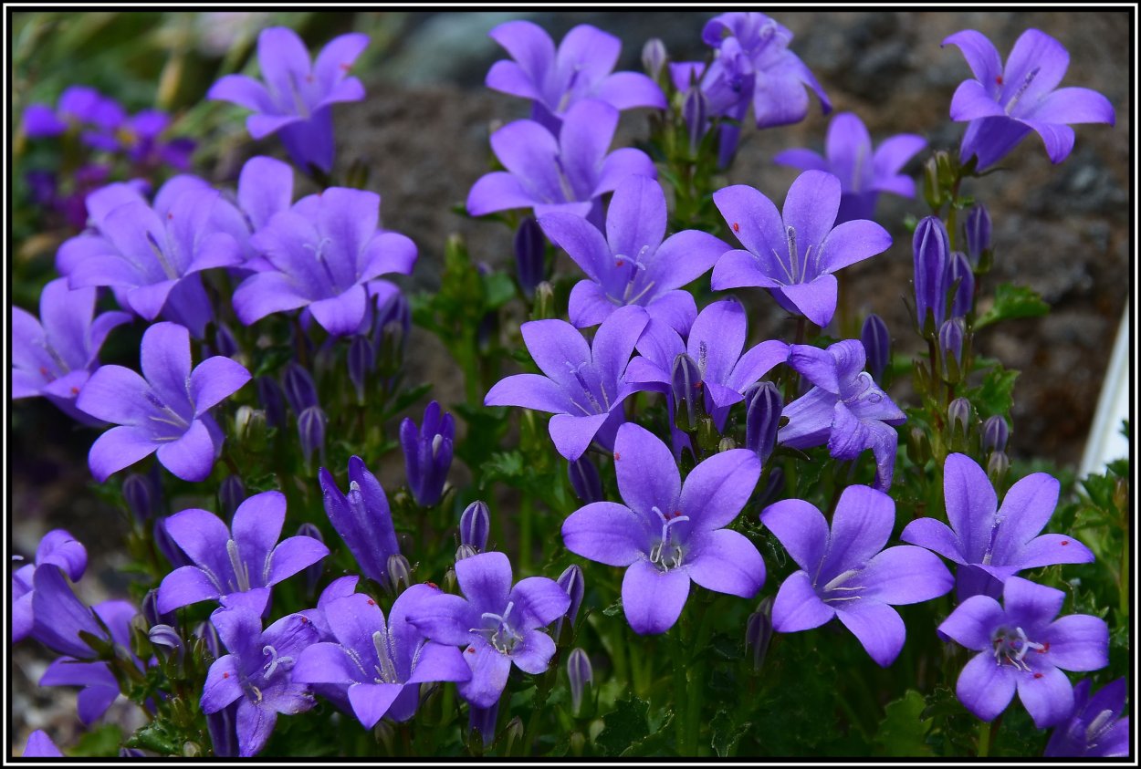 Колокольчик Портеншлага Катарина