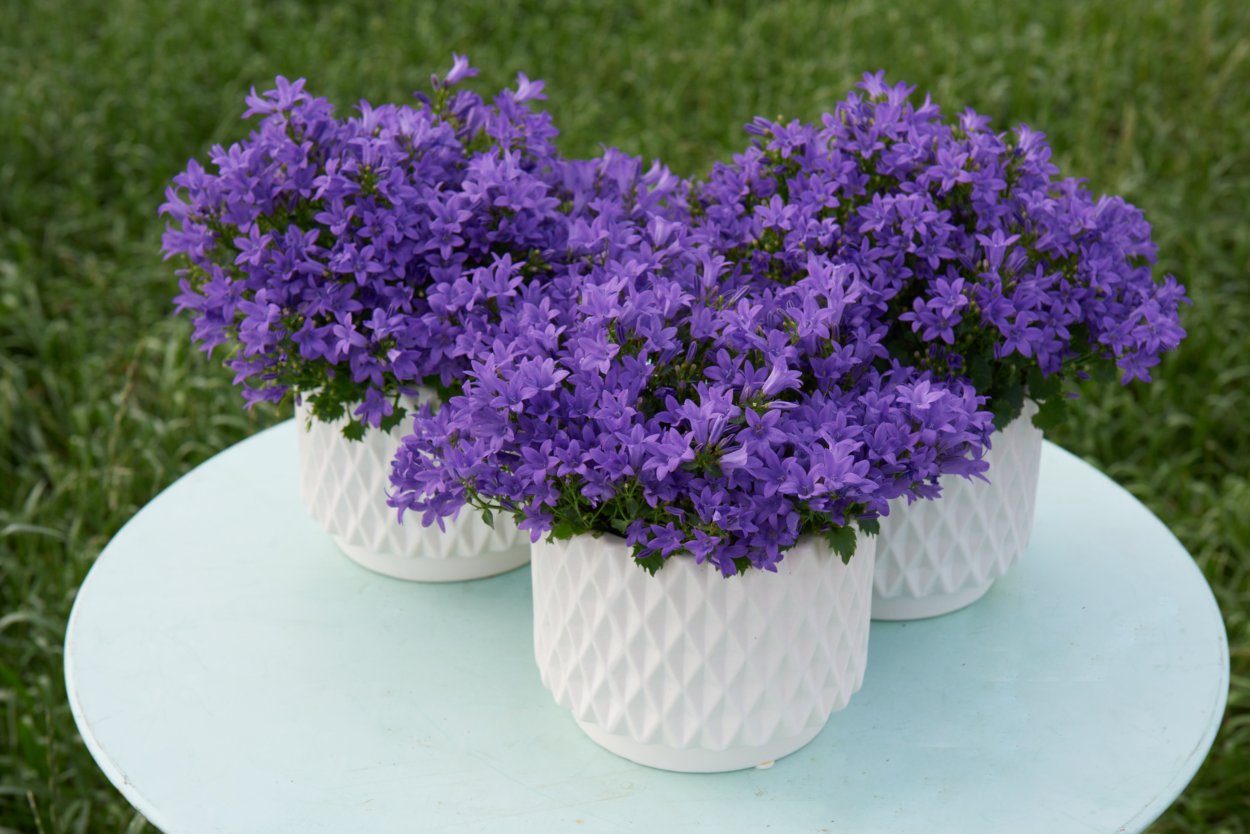 Колокольчик Портеншлага