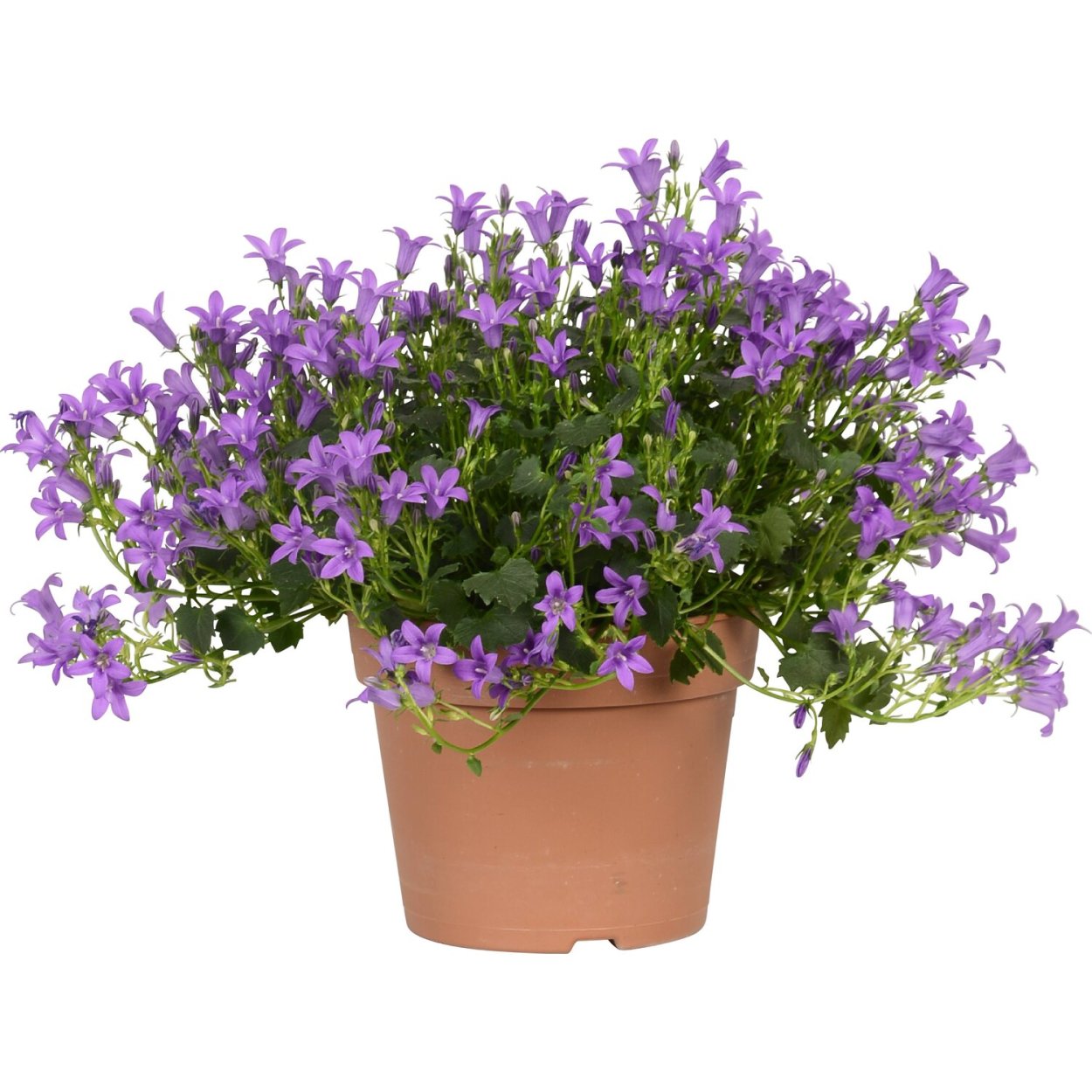 Колокольчик Портеншлага (Campanula portenschlagiana)