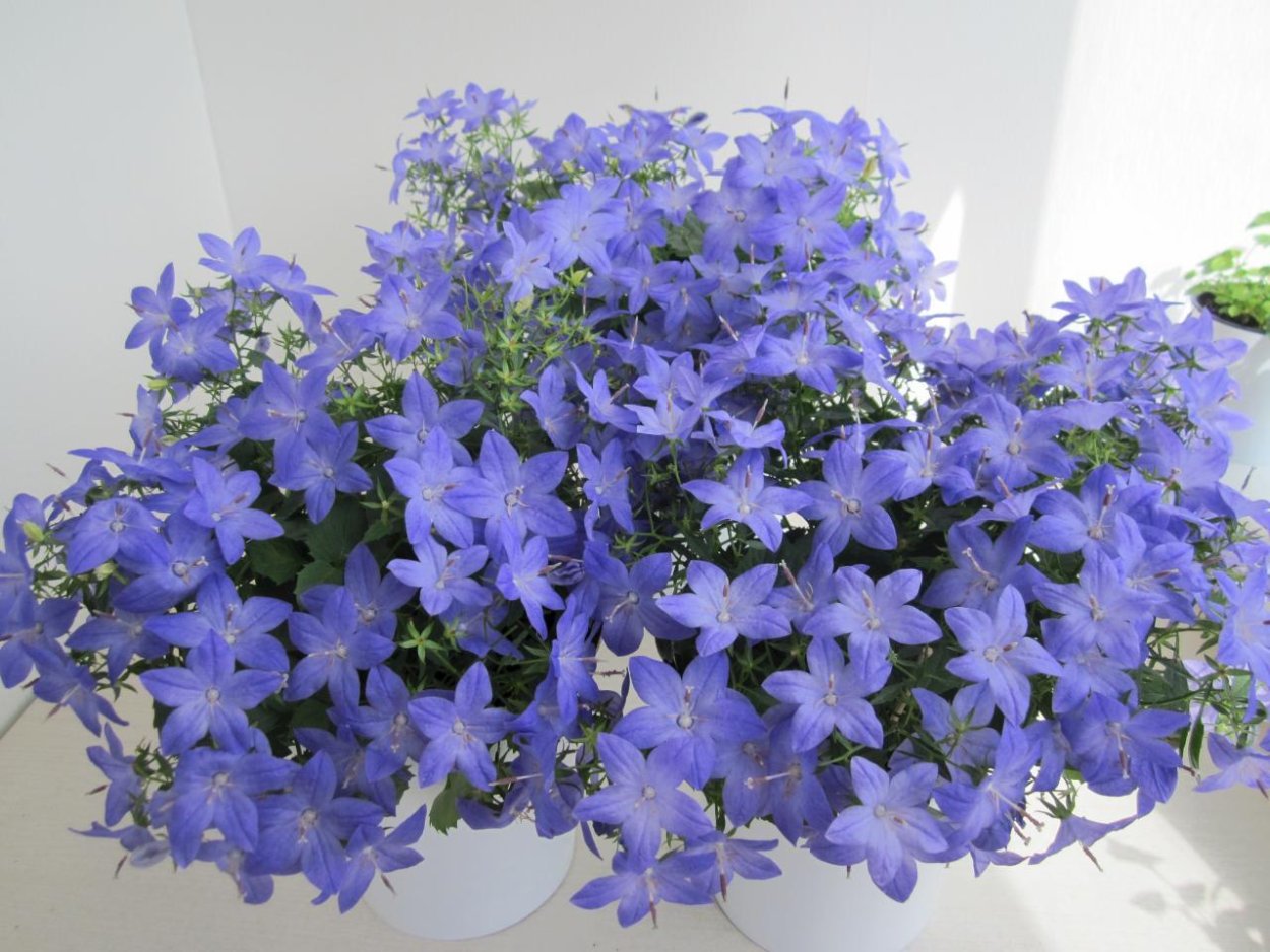 Кампанула Пожарского Портеншлага