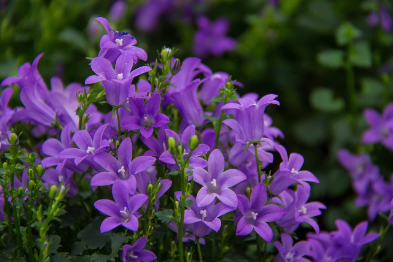 Колокольчик гарганский Major