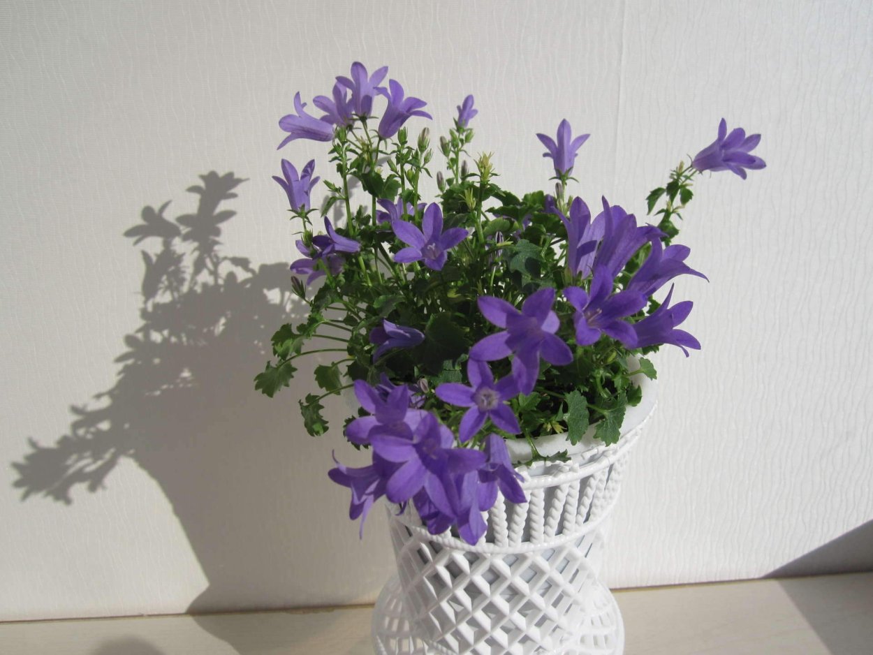 Колокольчик Портеншлага