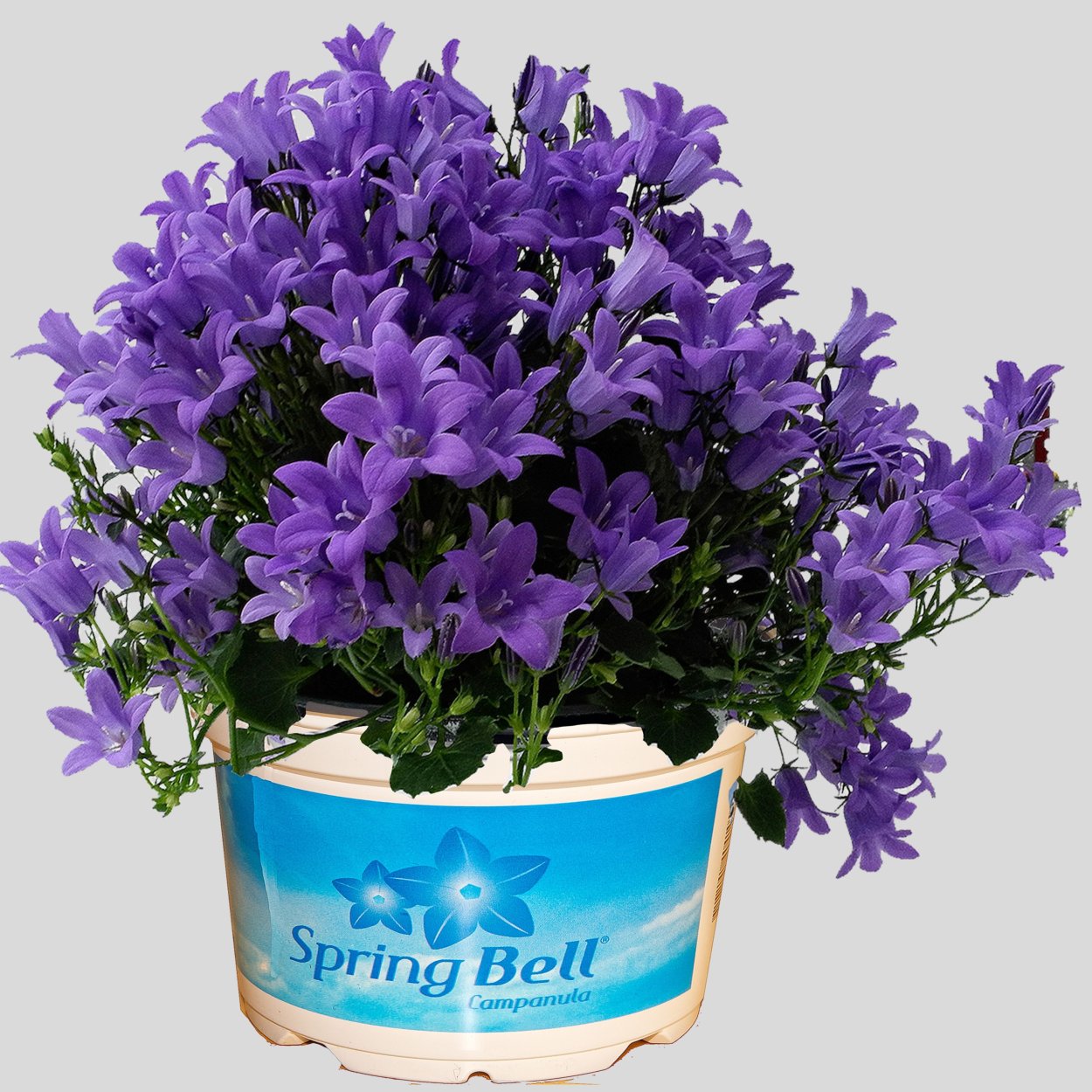 Кампанула Портеншлага