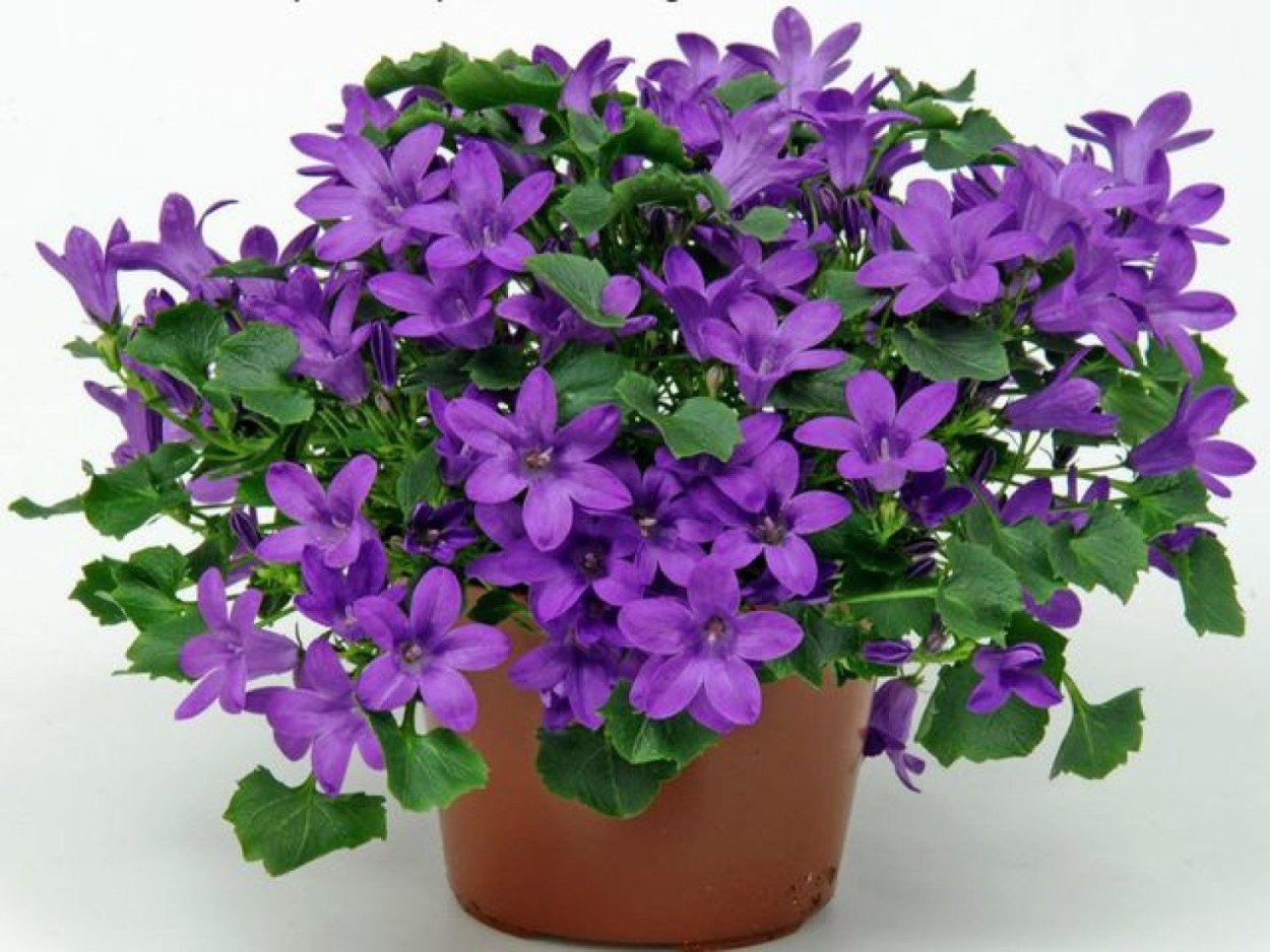 Кампанула спринг Белл