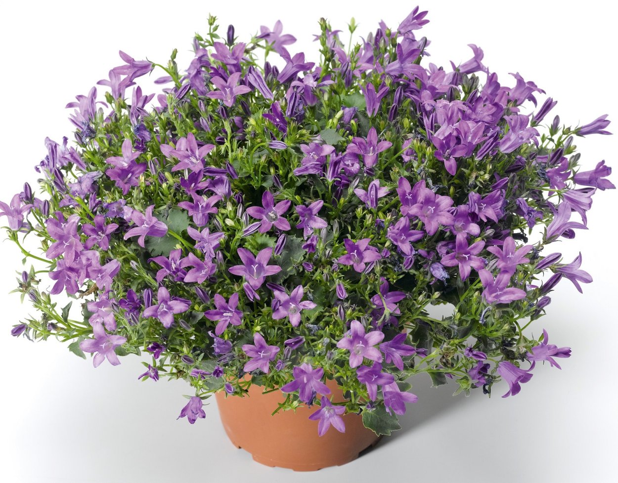 Колокольчик Карпатский Карпатенкроне