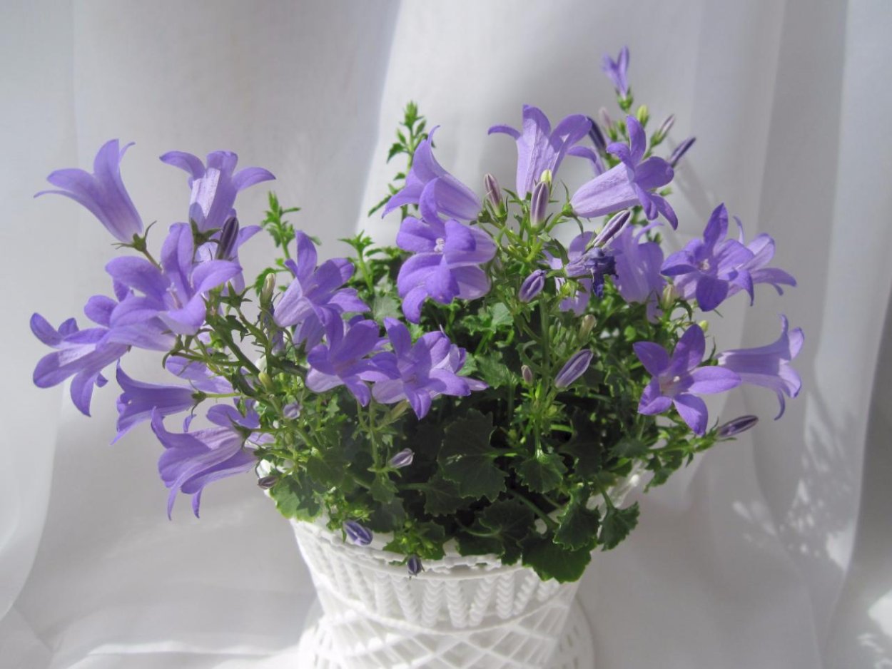 Колокольчик Пожарского Портеншлага