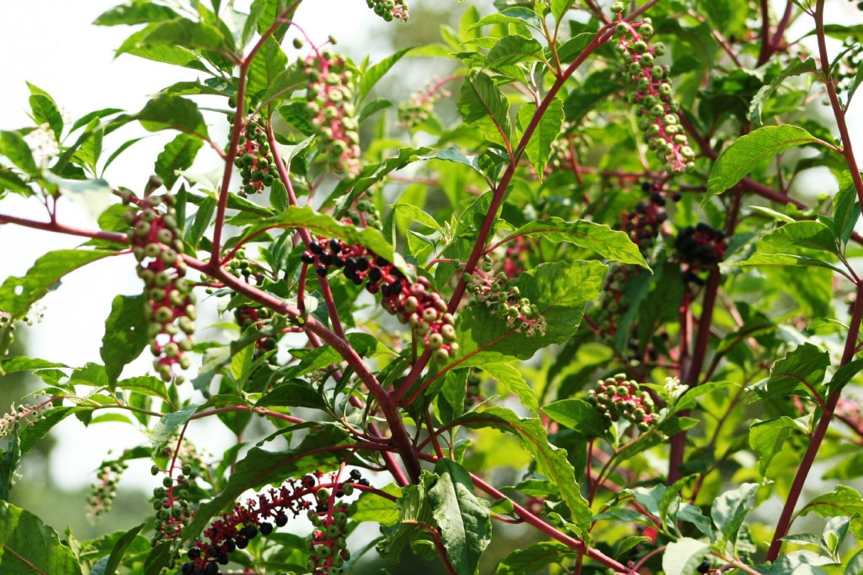 Phytolacca (лаконос американский)