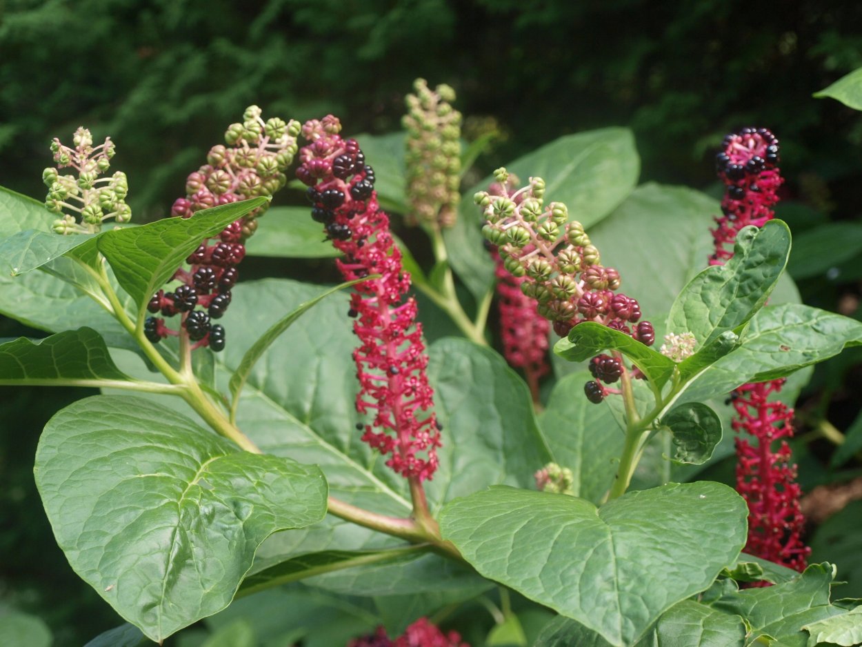 Лаконос двудомный Phytolacca